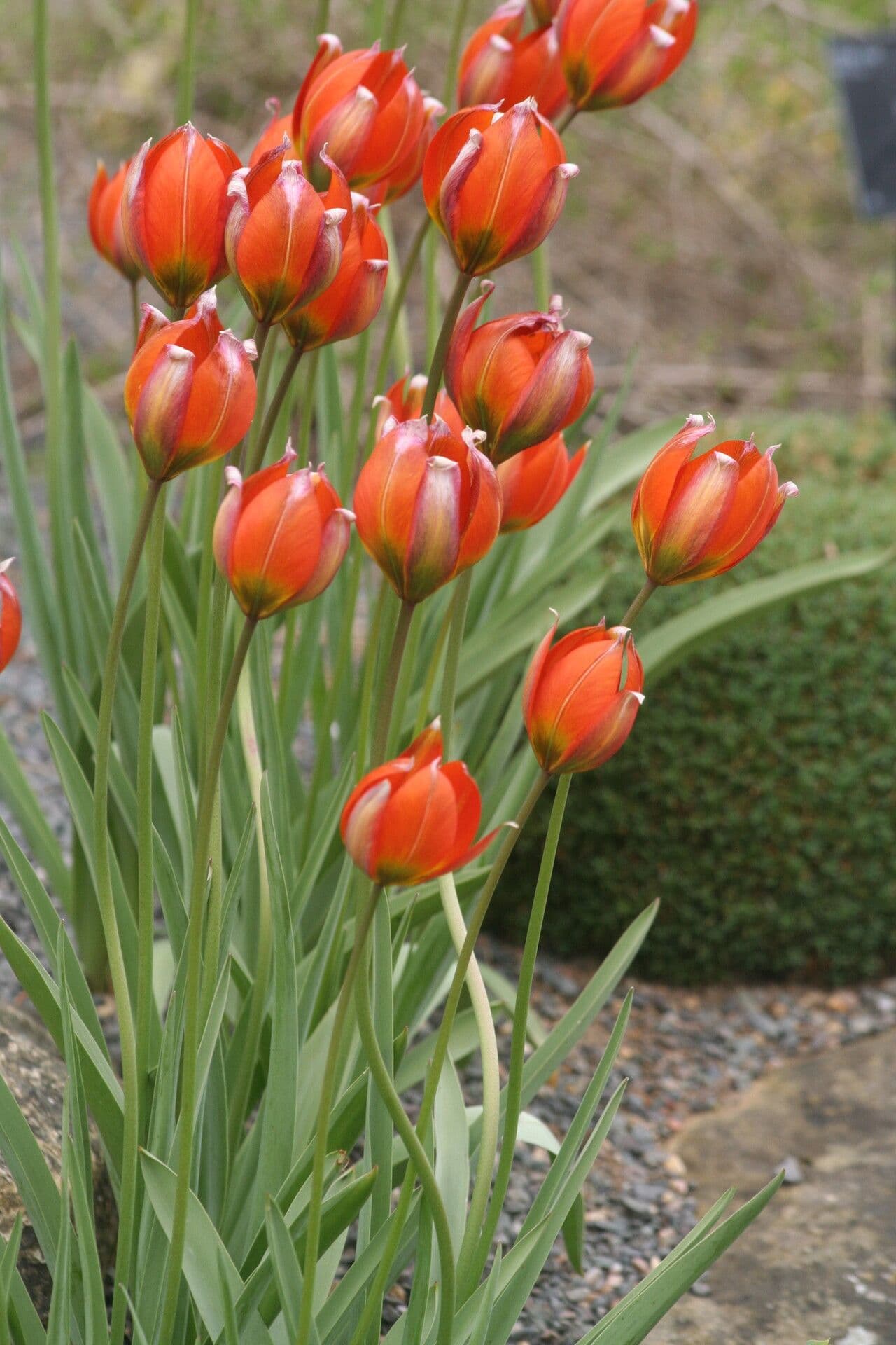 Tulipe d'Orient 4