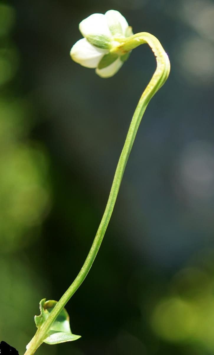 Parnassia 24