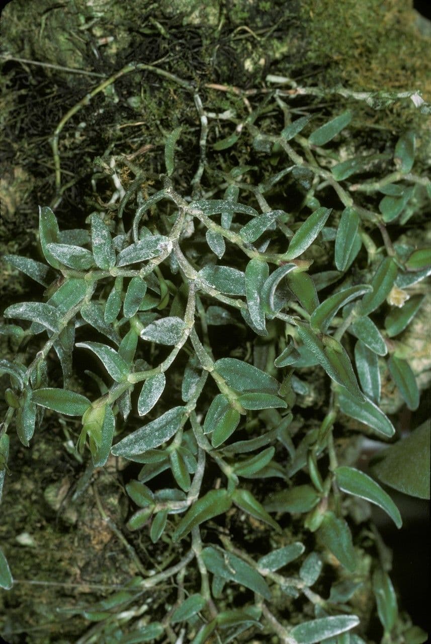 Epidendrum