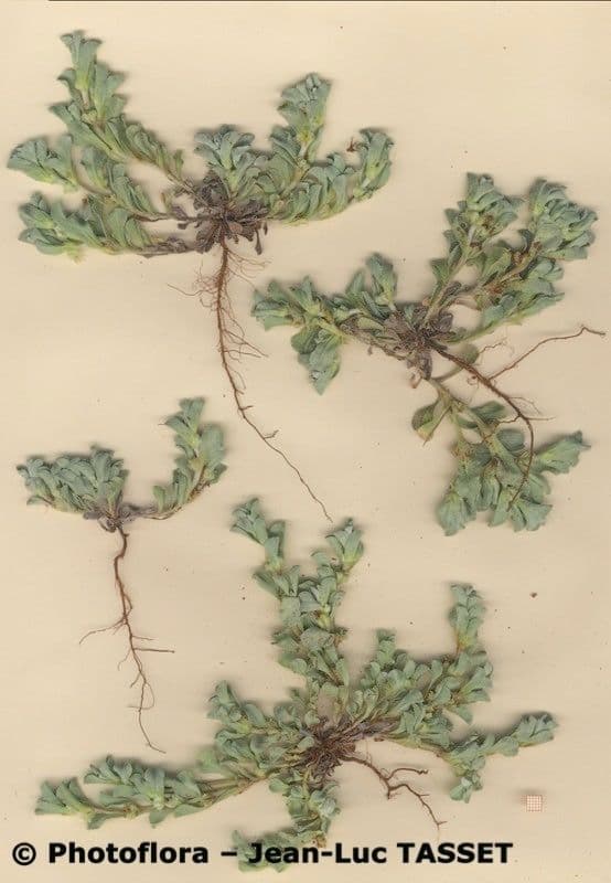 Micropus supinus 7