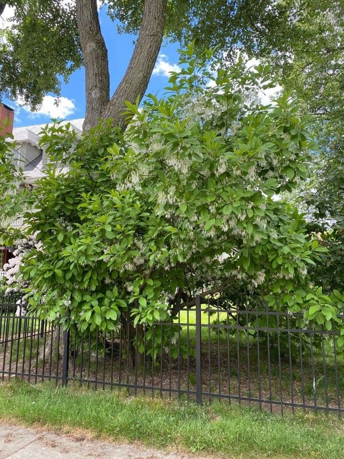 Chionanthus 14
