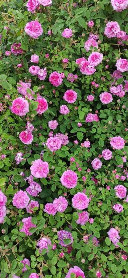 Rosa centifolia 3