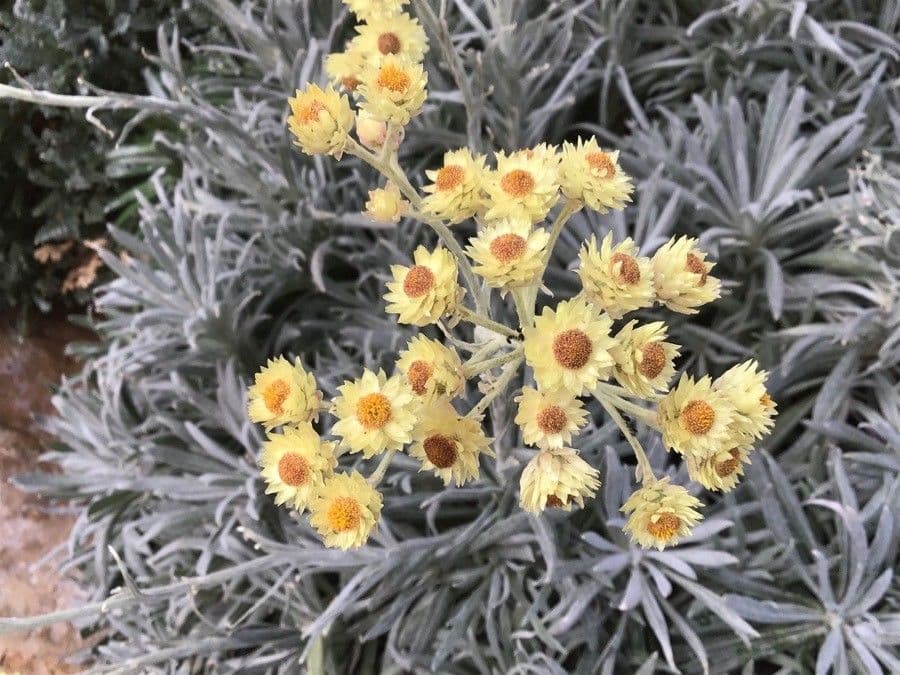 Elicriso