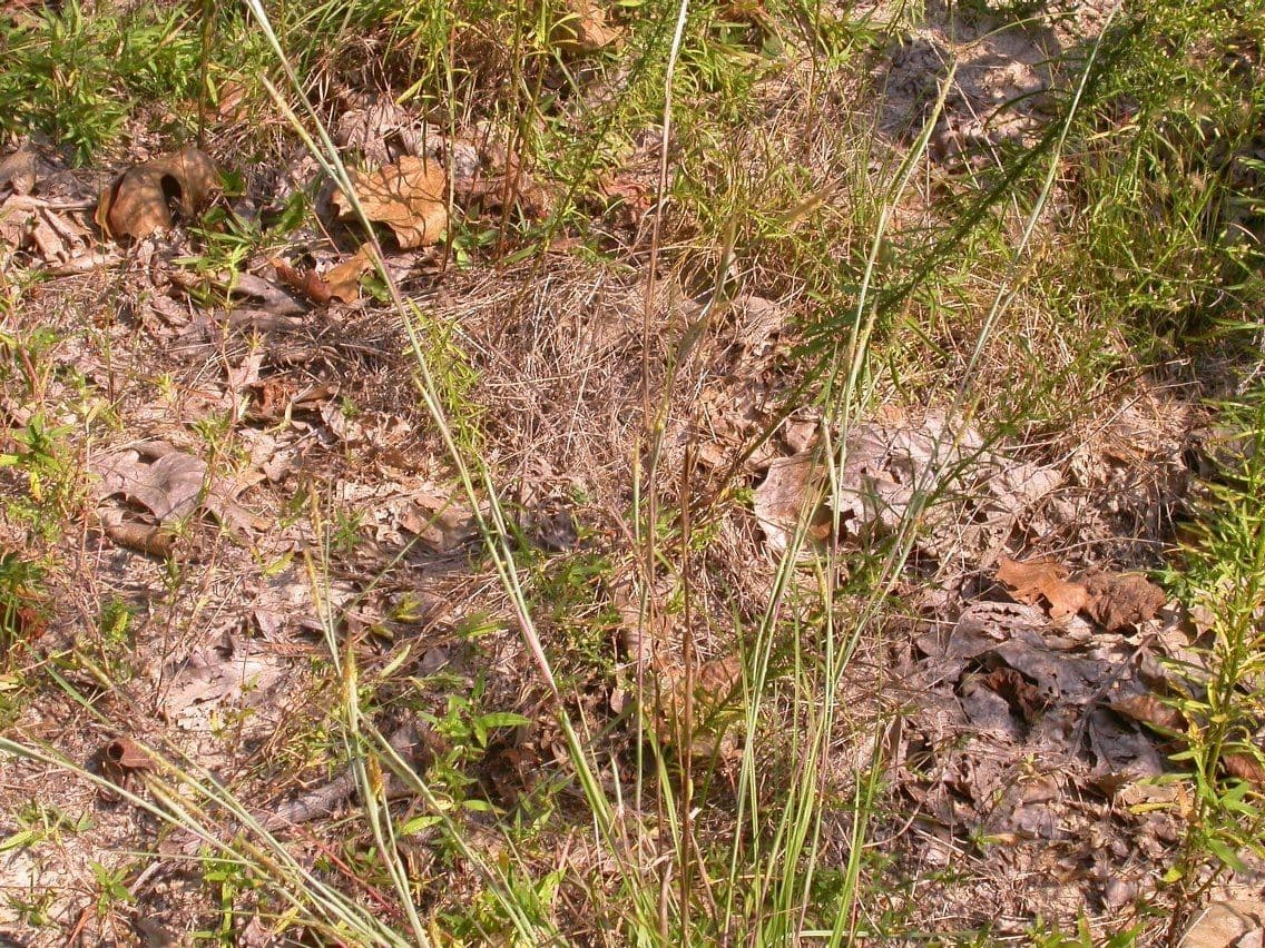 Erba della prateria 3