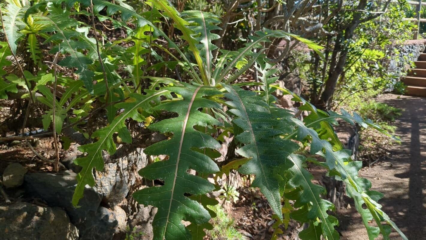 Sonchus 14