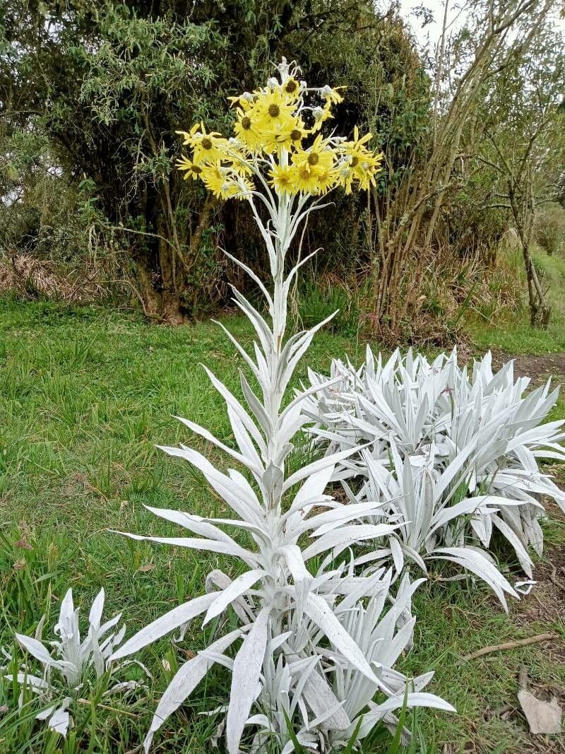 Senecio 14