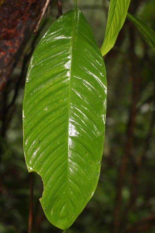 Philodendron ornatum 2