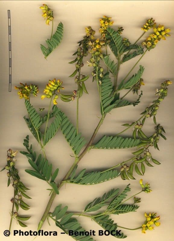 Astragalus penduliflorus 24