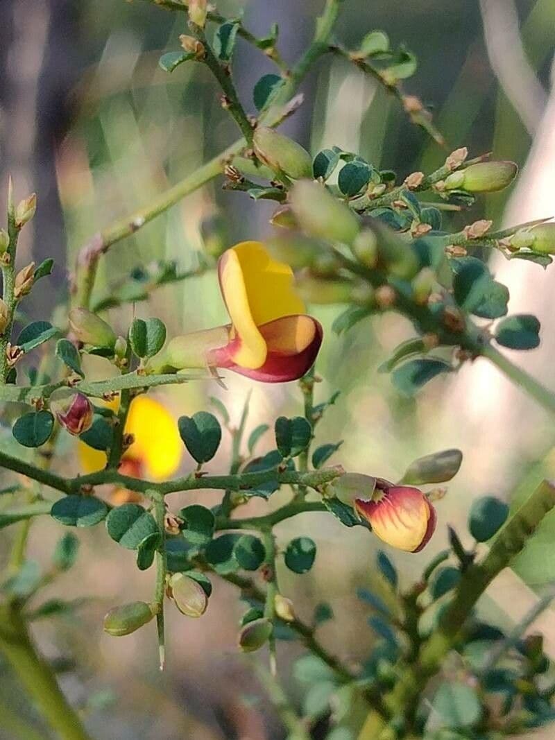 Bossiaea obcordata 4