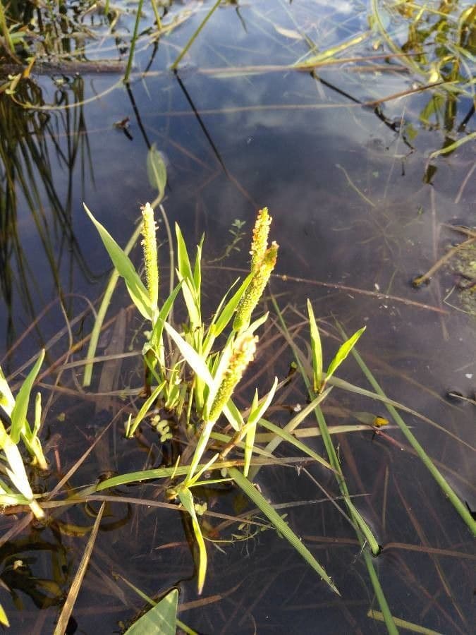 Orontium acquatico 2