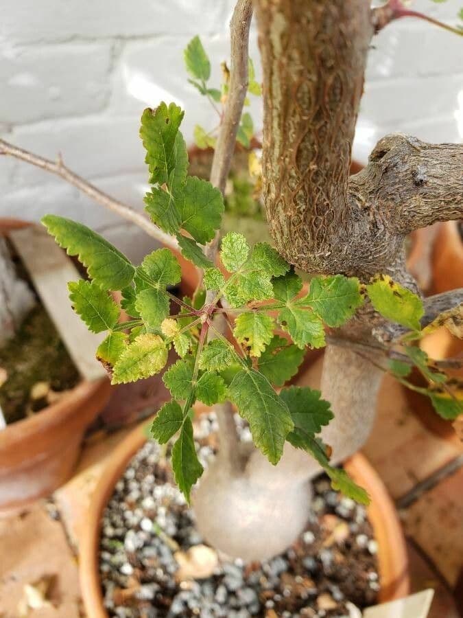 Roter Elefantenbaum 2