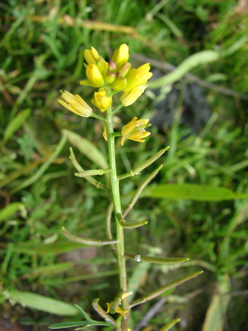 Rauke 8