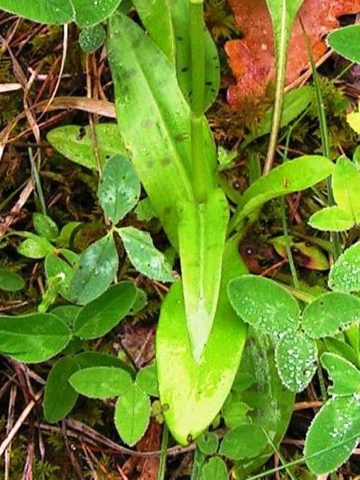 Orchidea macchiata 19