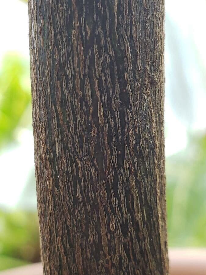 Ipeca 5