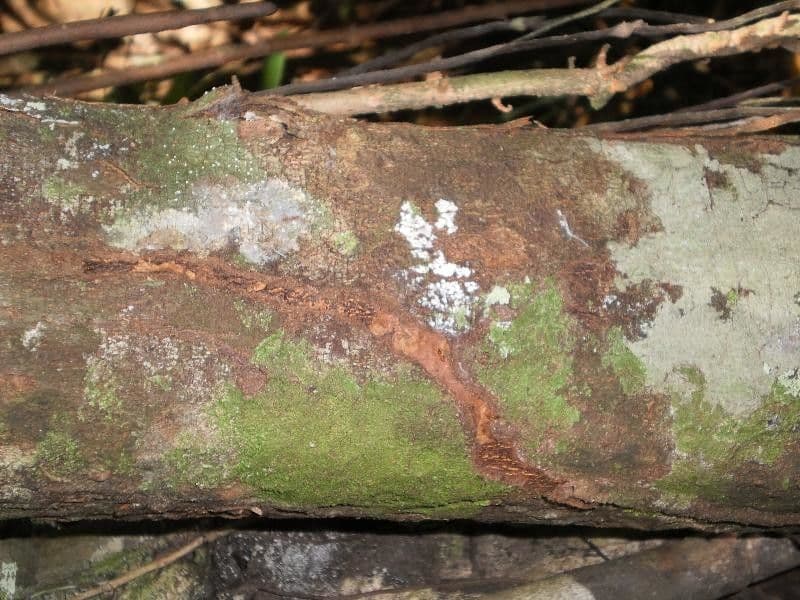 Trichilia 7