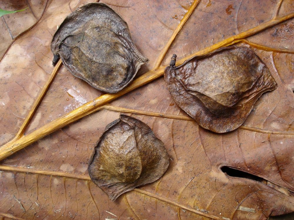 Pterocarpus 5