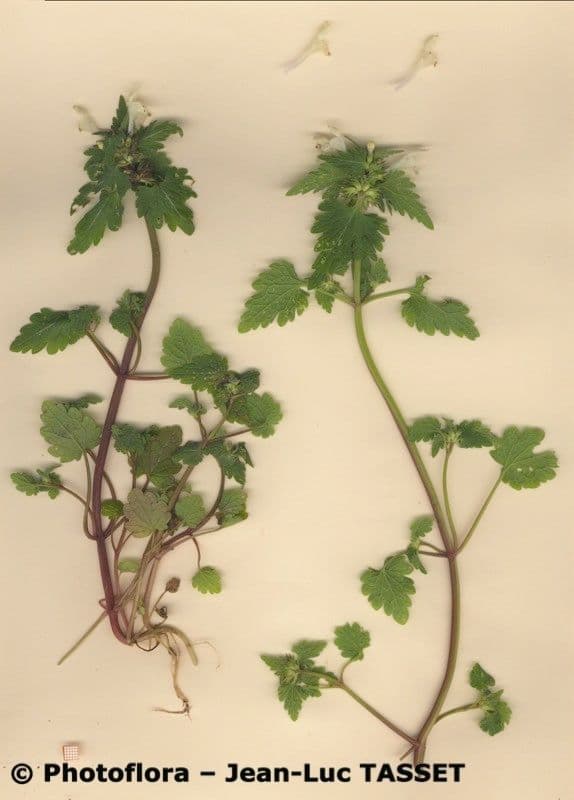 Lamium 8