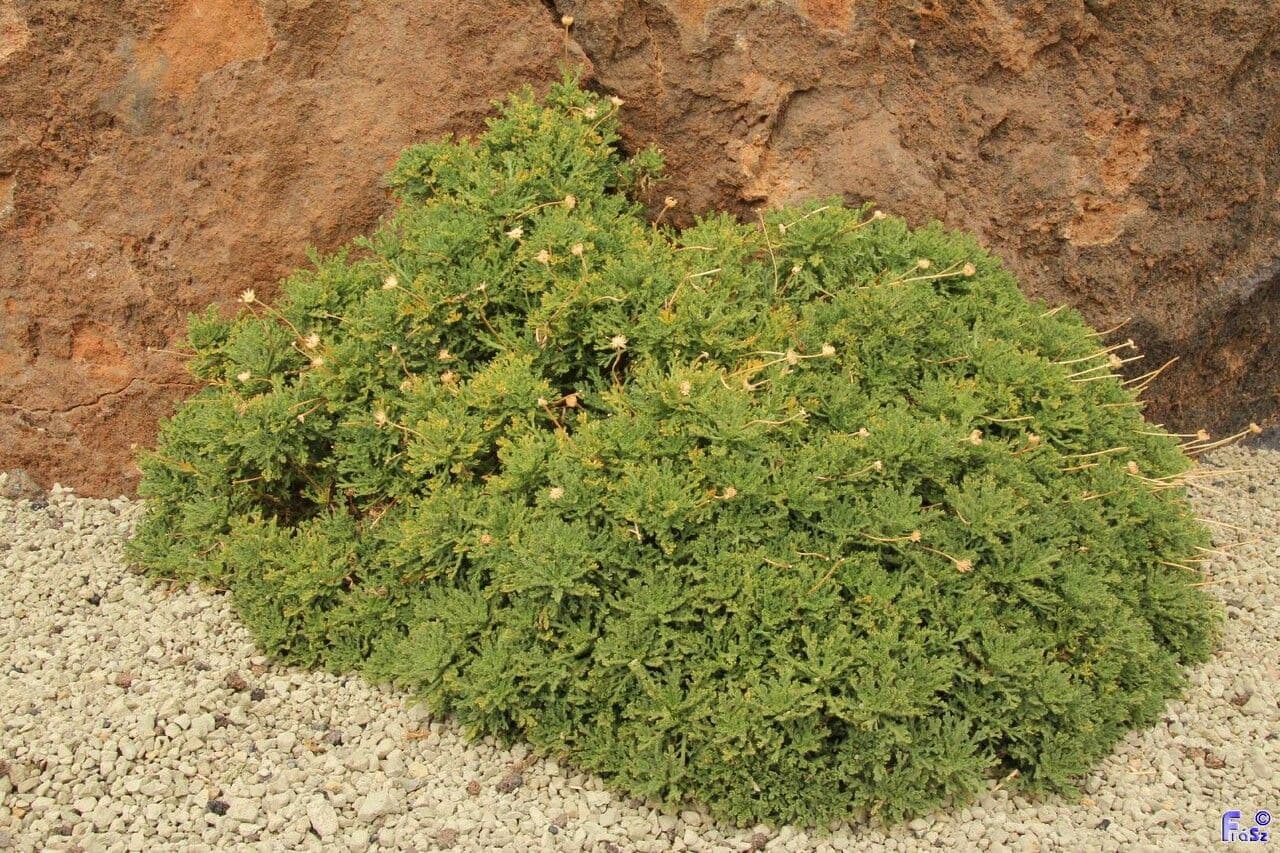 Argyranthemum 5