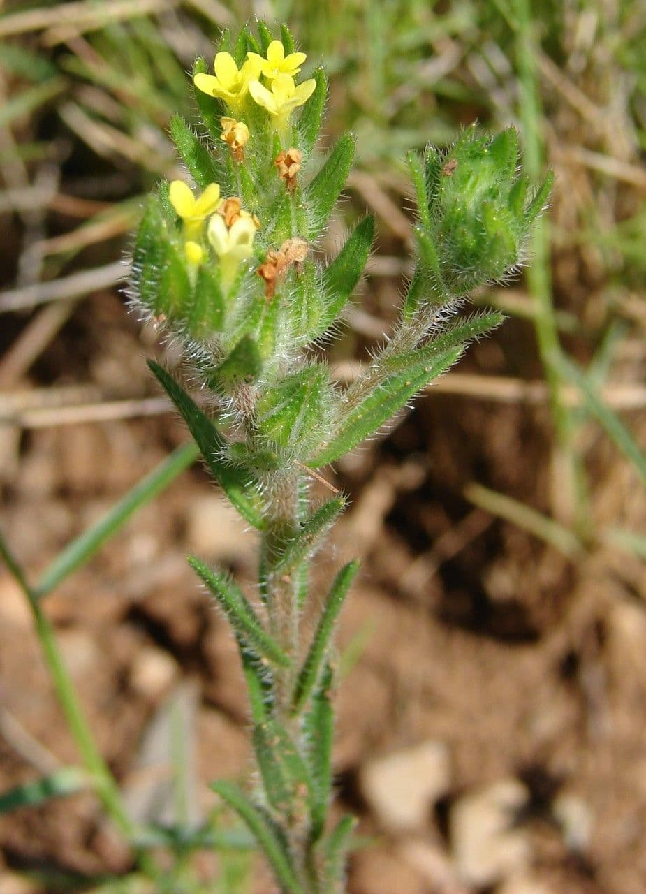 Neatostema apulum 8