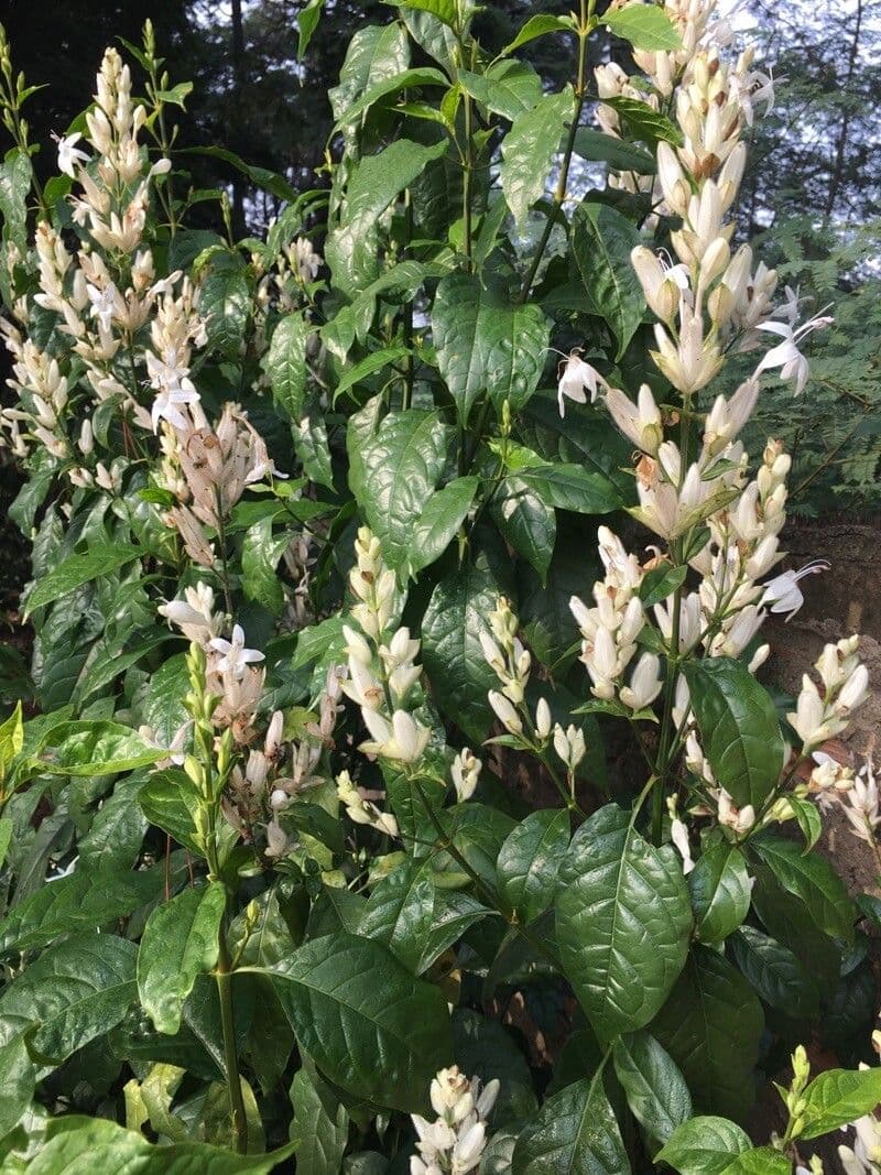 Whitfieldia 5