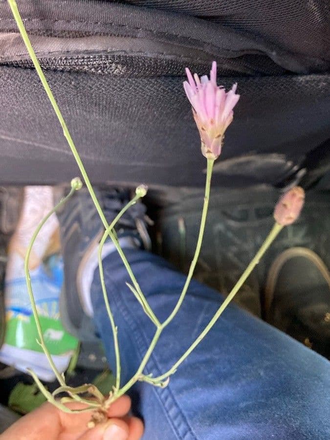 Pinaropappus roseus 4