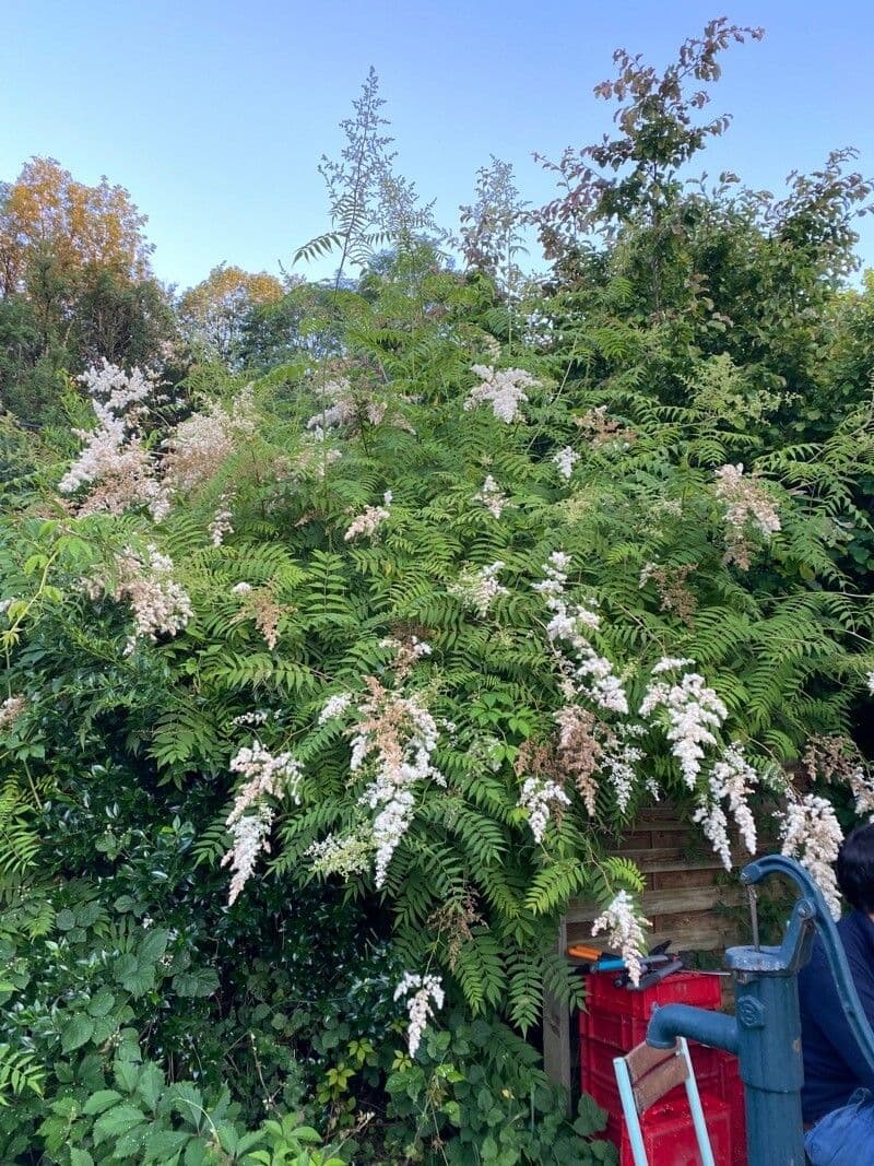 Sorbaria 15