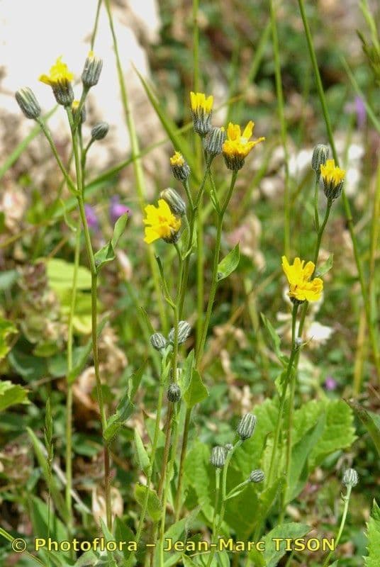 Grünflächiges Habichtskraut 7