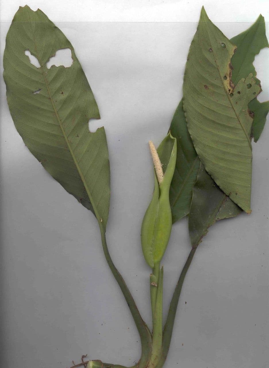 Diefenbachia