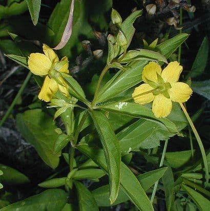 Lisimachia lanceolata 8
