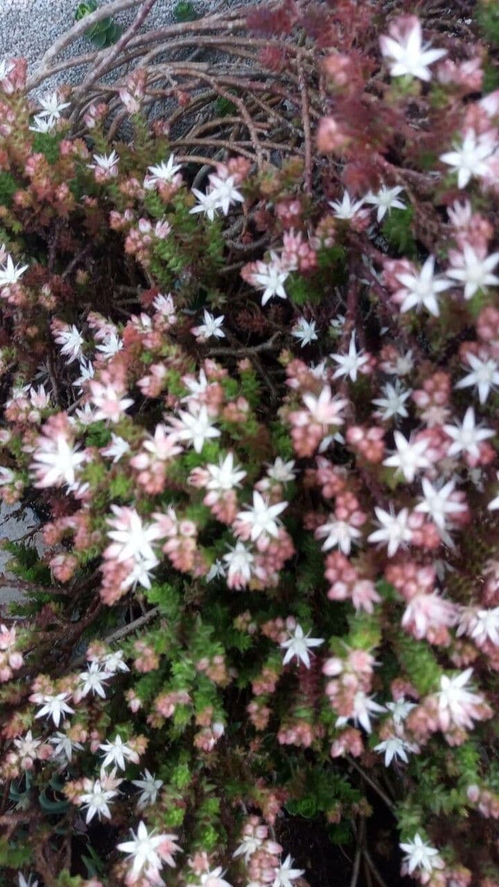 Sedum 5