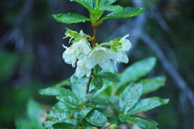 Rododendro albiflorum 8