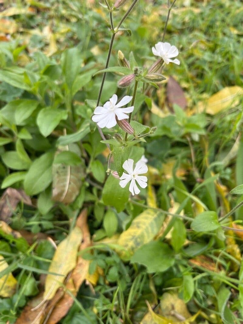 Silene dicotoma 19