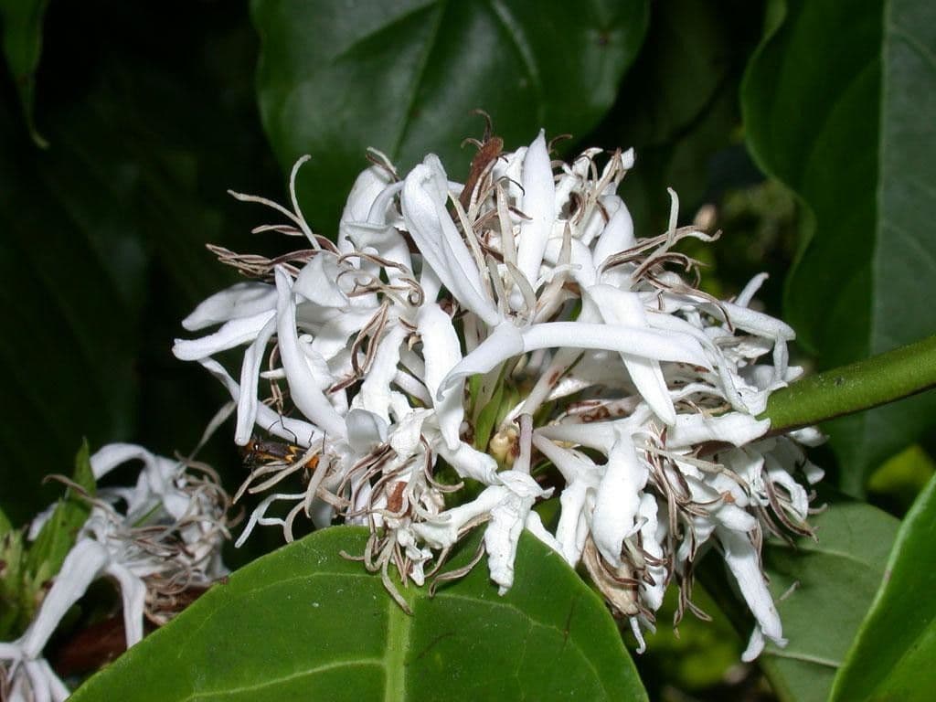 Caféier Robusta 8