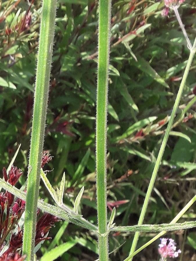 Verbena di Buenos Aires 22