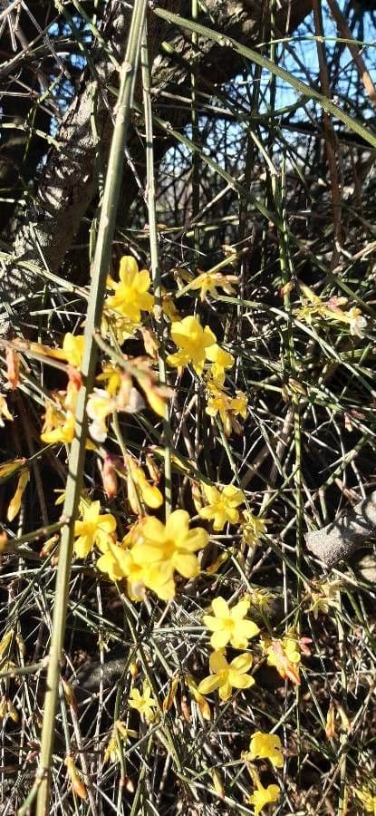 Winter-Jasmin 5