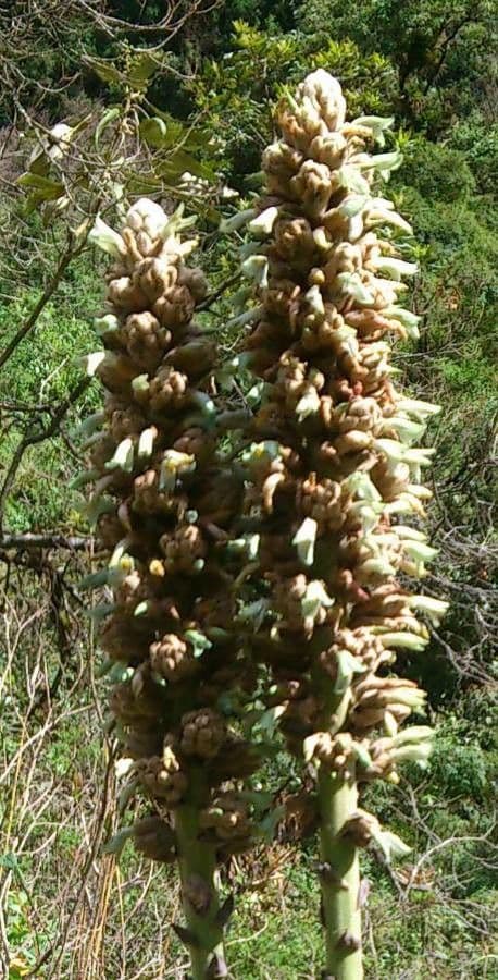 Puya