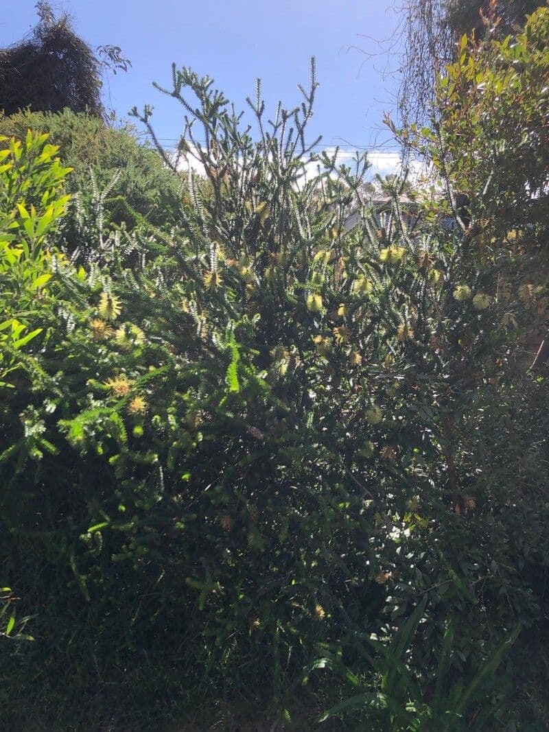 Melaleuca 7