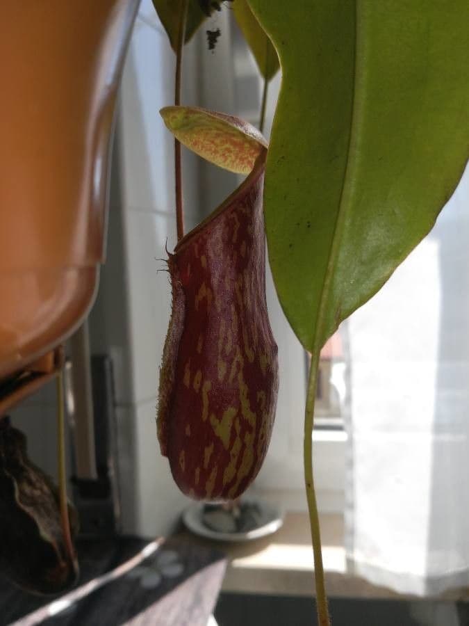 Pianta brocca mirabile 12