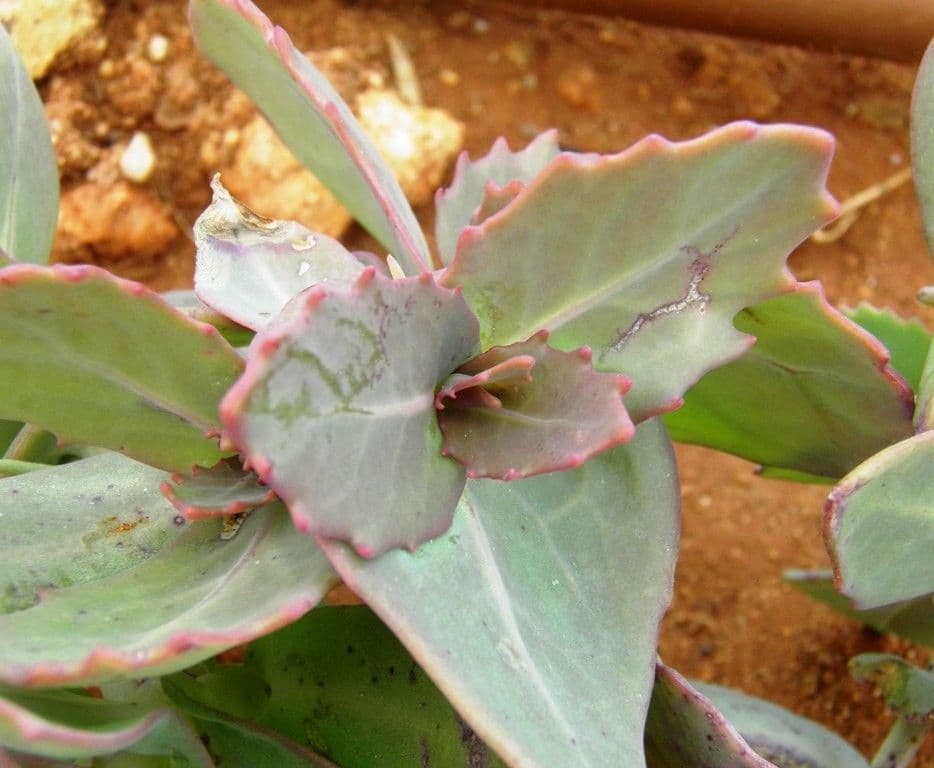 Moricandia 17