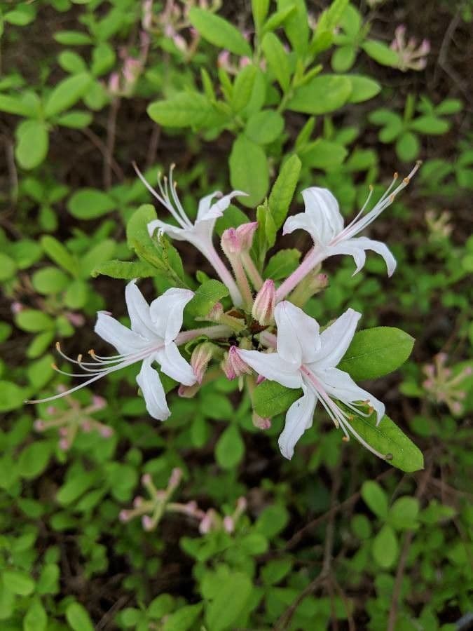 Rododendron atlantický 4