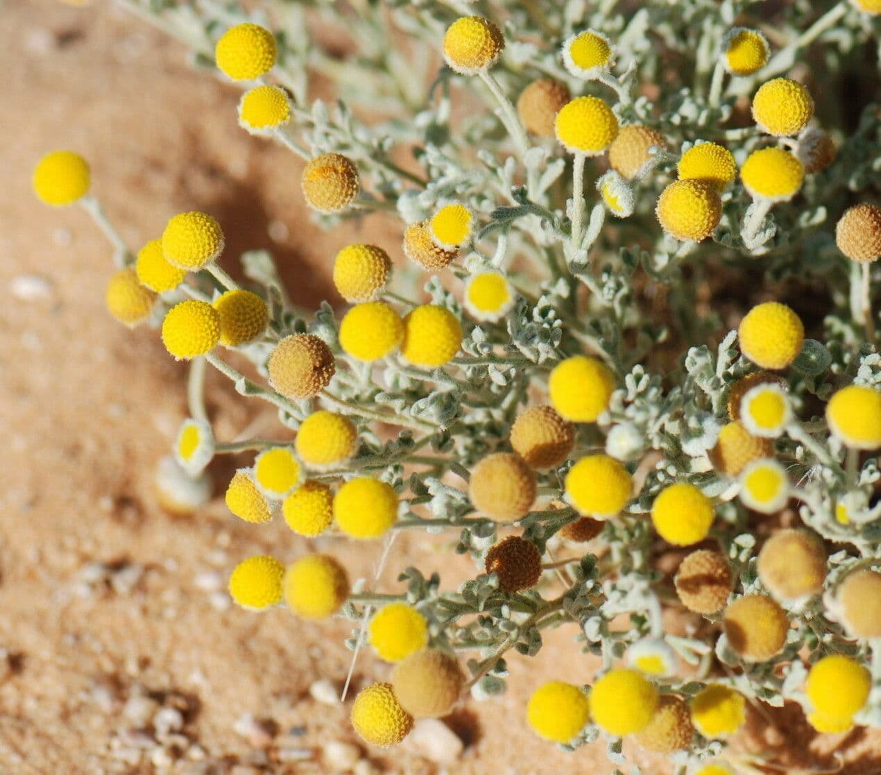 Brocchia 2