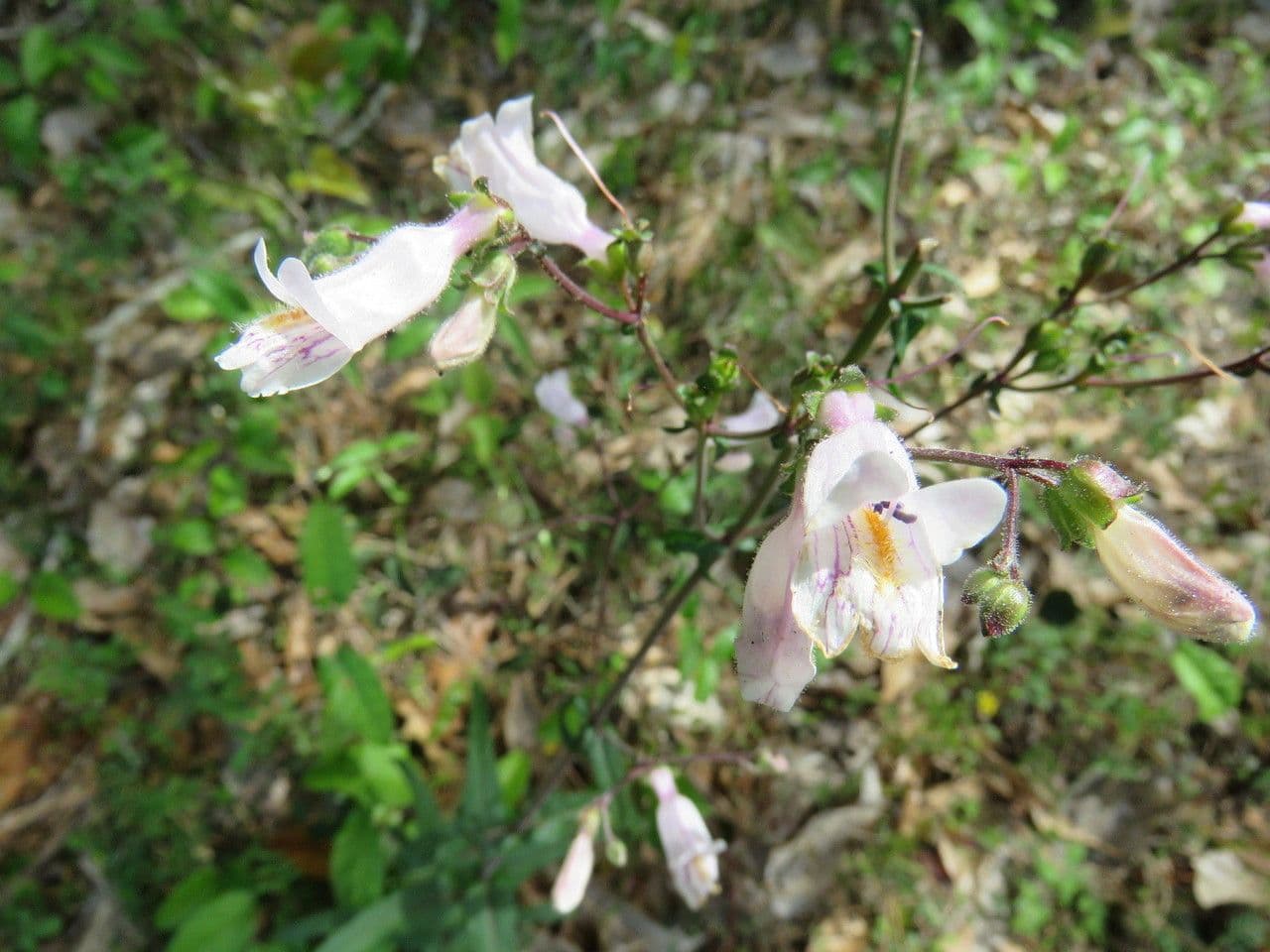 Penstemon laxiflorus 4