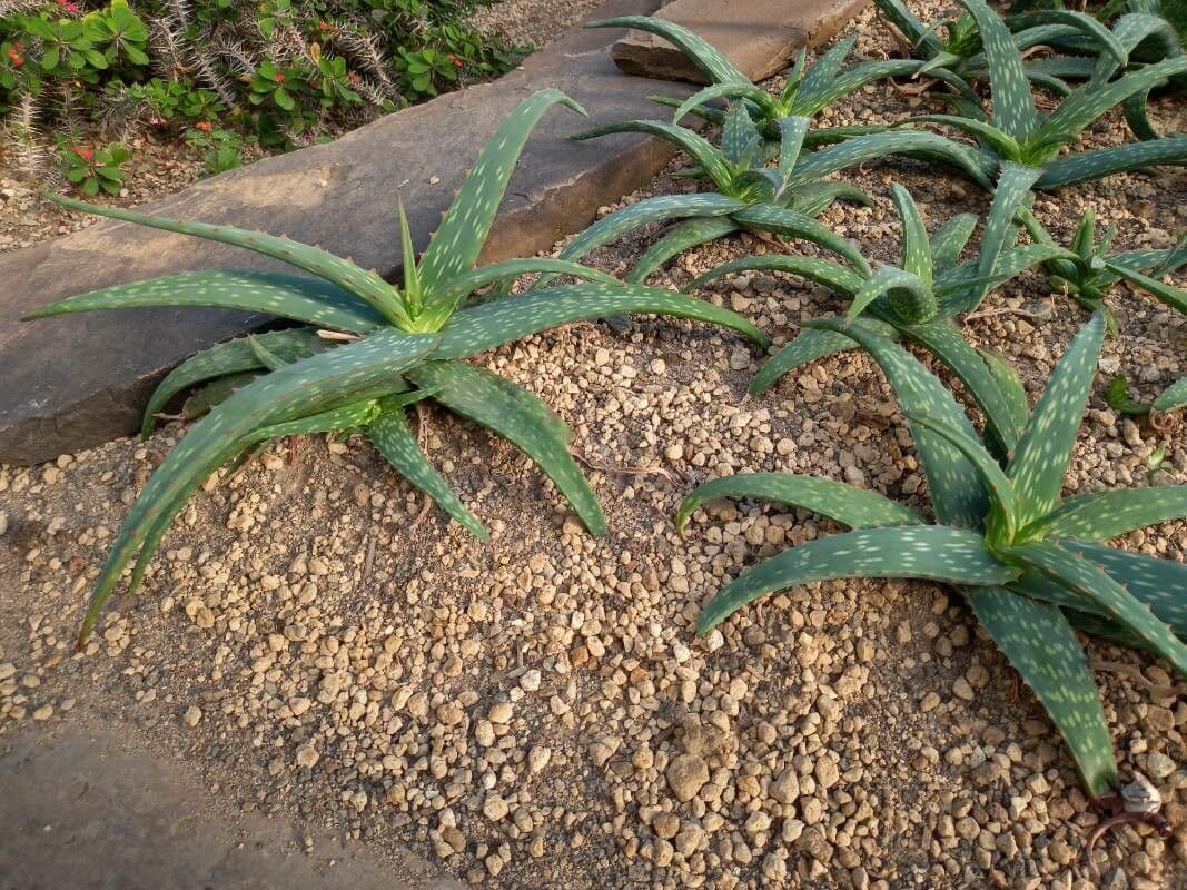 Aloe