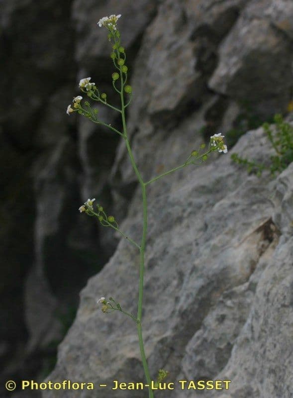 Krabilice 4