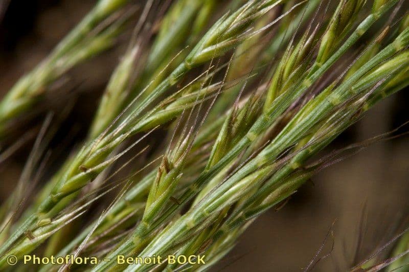 Vlasovka jednostranná