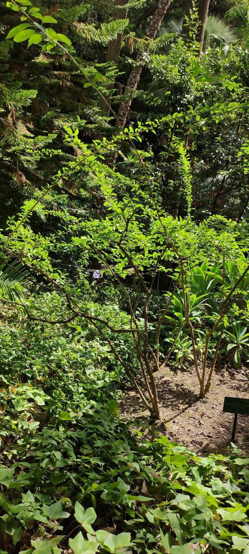 Hibiscus cispadanus 6