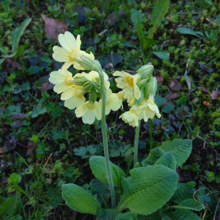 Primula maggiore 8