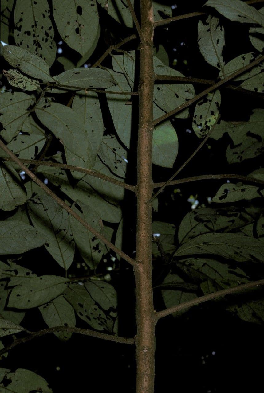 Cryptocarya 4