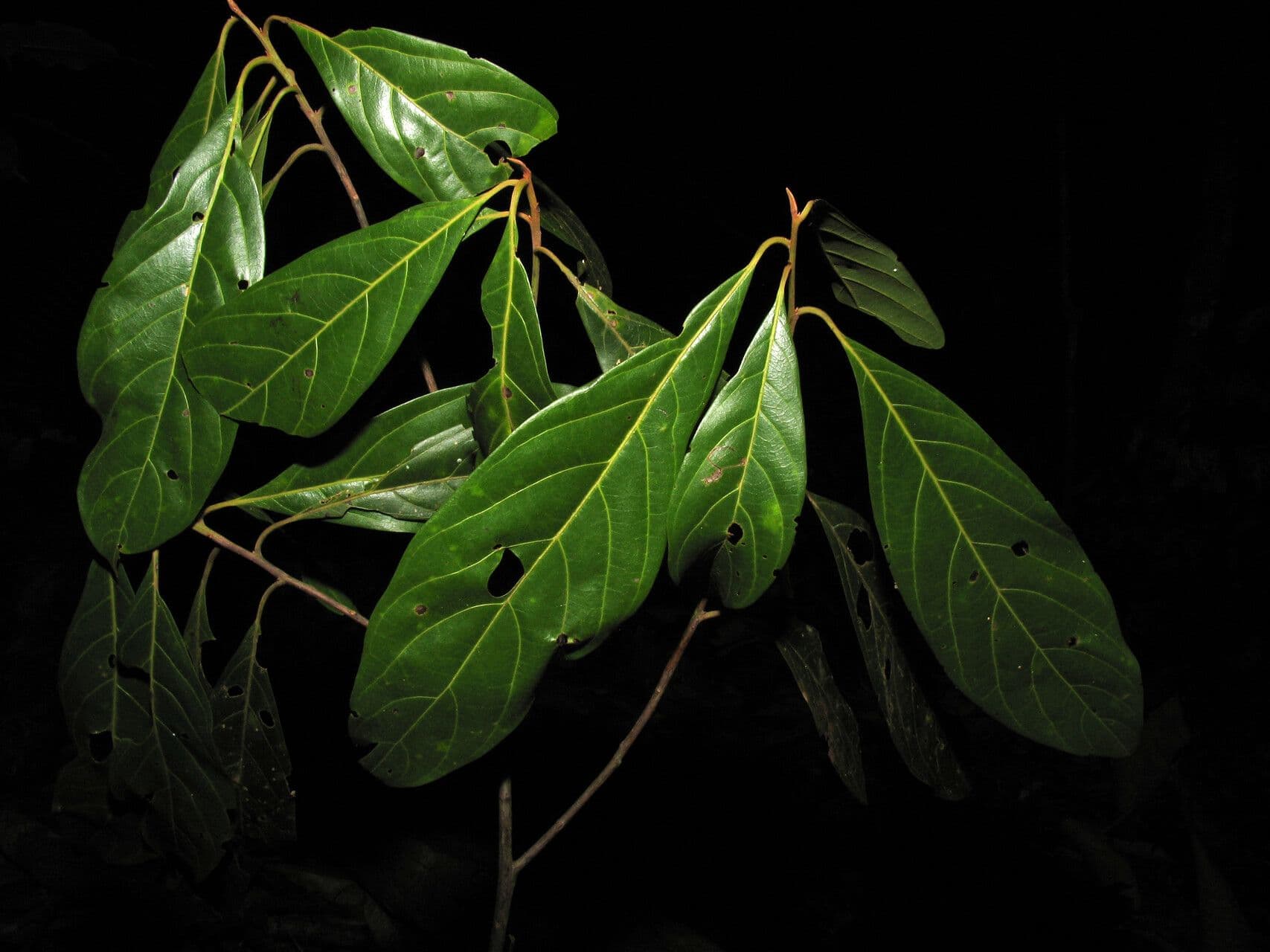 Ocotea 13