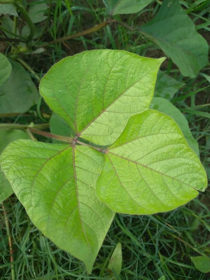 Mungbohne 17